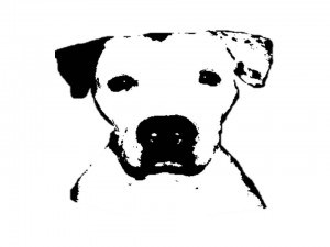 stella-300x225