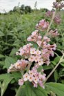 /Images/johnsonnursery/Products/Woodies/B__Flutterby_Peach_Cobbler.jpg