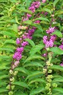 /Images/johnsonnursery/Products/Woodies/Callicarpa_Issai.jpg