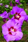 /Images/johnsonnursery/Products/Woodies/Hibiscus_Tahiti_-_1st_Editions.jpg
