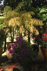 /Images/johnsonnursery/Products/Woodies/Rhus_Tiger_Eyes_-_1st_Editions.jpg