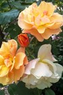 /Images/johnsonnursery/Products/Woodies/Rosa_Tequila_for_web_043012.jpg