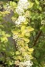 /Images/johnsonnursery/Products/Woodies/SPI_Firegold_-_1st_Editions.jpg