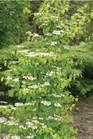 /Images/johnsonnursery/Products/Woodies/V__Kilamanjaro_-_Ball.jpg