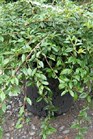 /images/johnsonnursery/Products/pics/1222-1.jpg