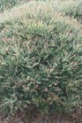 /images/johnsonnursery/Products/pics/1370-1.jpg