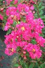 /images/johnsonnursery/Products/pics/1405-1.jpg