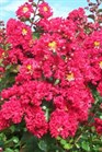 /images/johnsonnursery/Products/pics/1407-1.jpg
