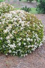 /images/johnsonnursery/Products/pics/1572-1.jpg