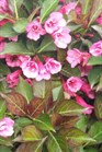 /images/johnsonnursery/Products/pics/1675-1.jpg