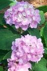 /images/johnsonnursery/Products/pics/1718-1.jpg