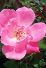 /images/johnsonnursery/Products/pics/1727-1.jpg