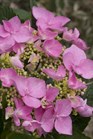 /images/johnsonnursery/Products/pics/2271-1.jpg