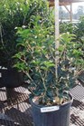 /images/johnsonnursery/Products/pics/577-1.jpg
