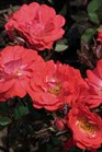 /images/johnsonnursery/Products/pics/692-1.jpg