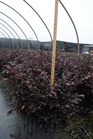 /images/johnsonnursery/Products/pics/877-1.jpg