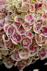 /images/johnsonnursery/Products/pics/890-1.jpg