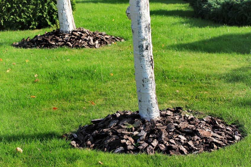 Dangers of Volcano Mulching