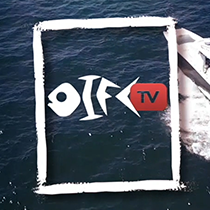 OIFC TV