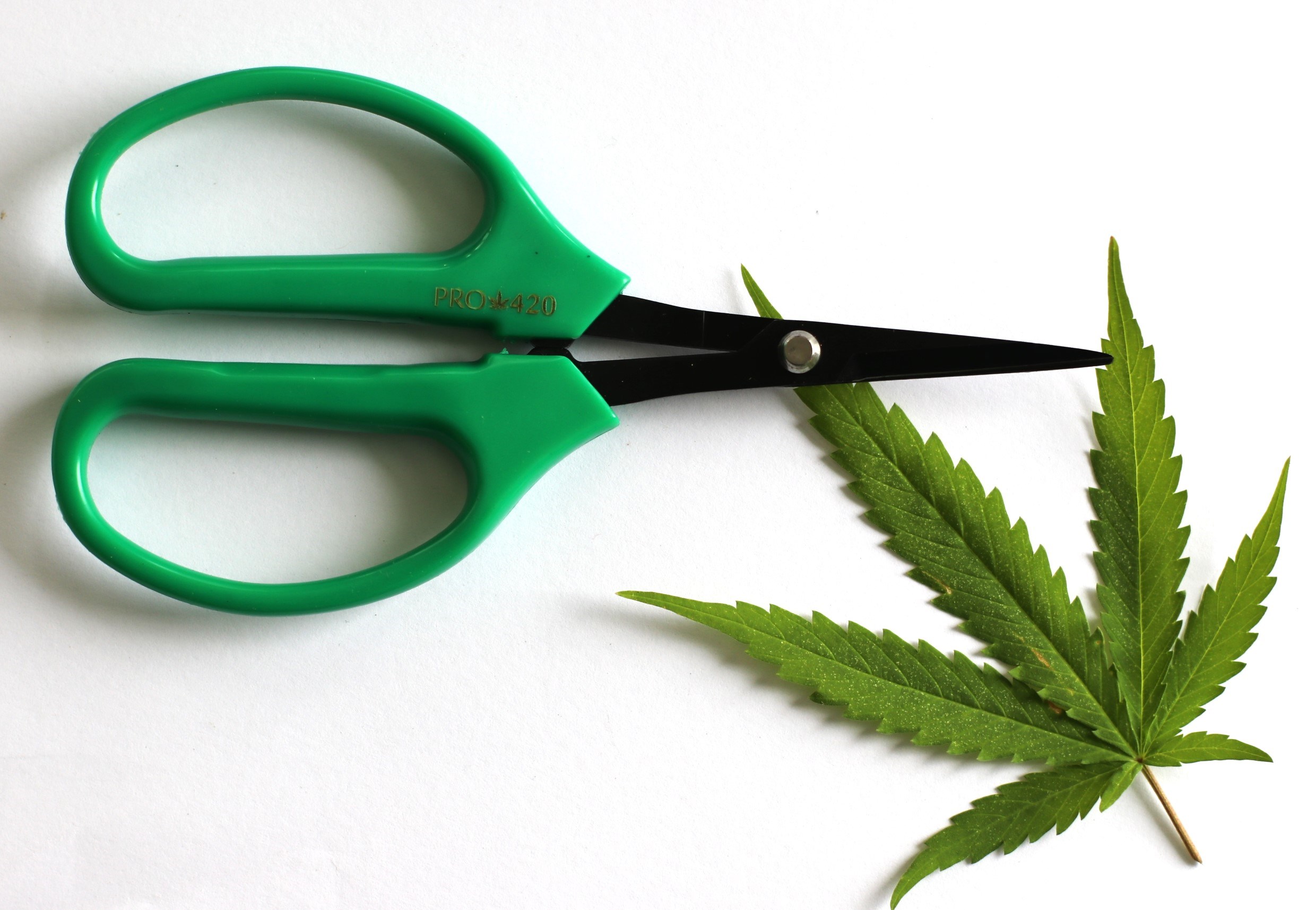 PRO 420 Classic Scissors-Professional grade scissors for trimming plants-Bud Trimming Bonsai Scissors - PRO 420 Scissors