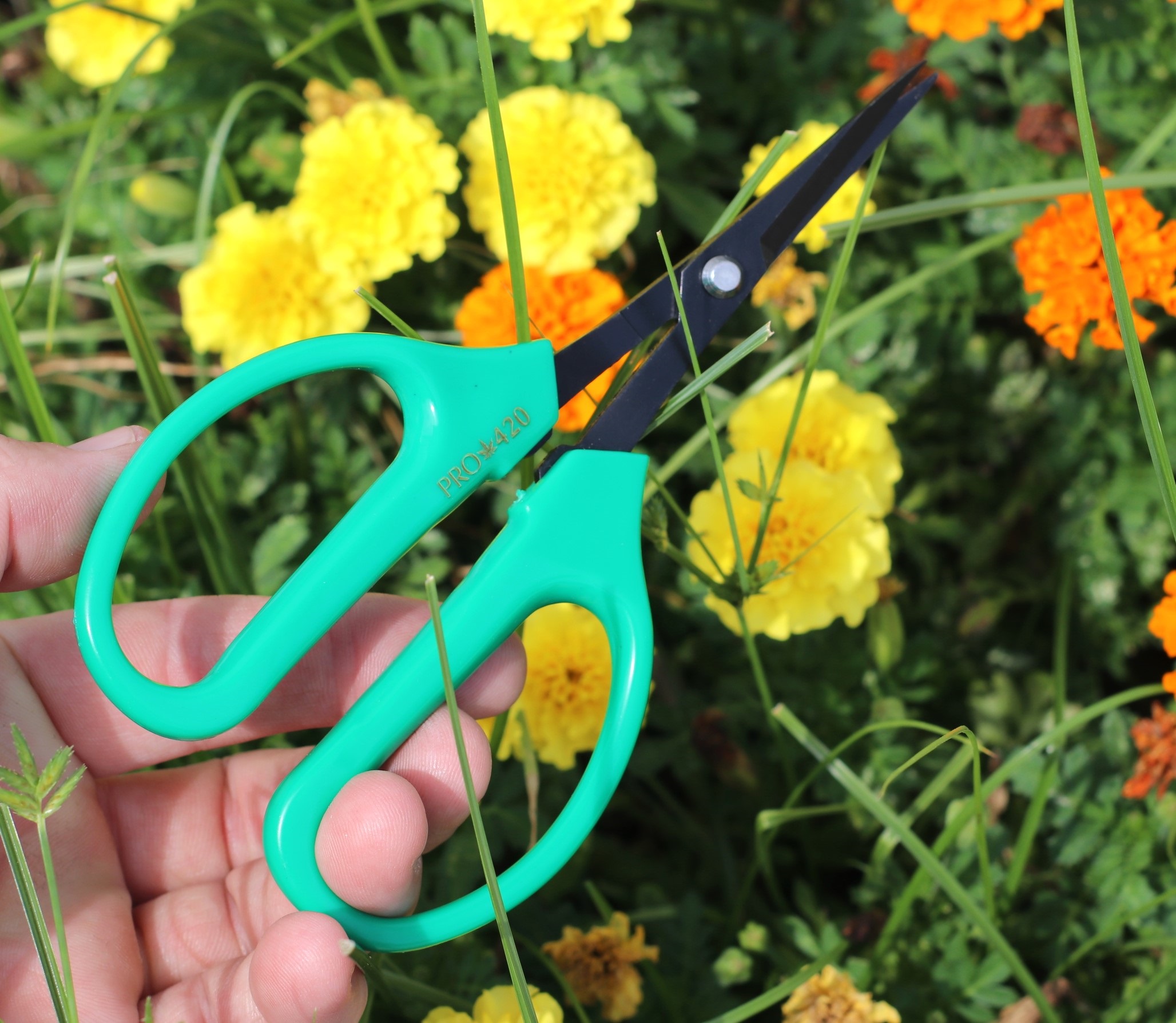 PRO 42O Scissors- Case of 12 Classic Professional Trimming Scissors for Cannabis - Classic Bonsai Scissors