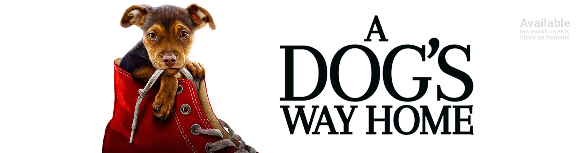 A Dog's Way Home