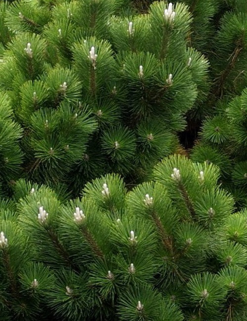 Japanese Black Pine Pinus thunbergii 'Japanese Black Pine'