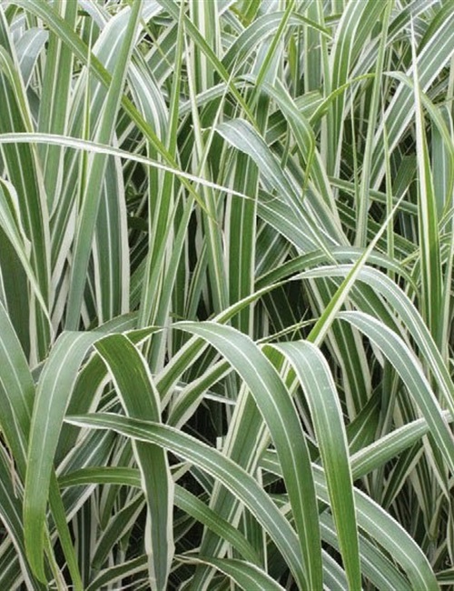 Miscanthus Japanese Silver Grass'Cosmopolitan' Miscanthus sinensis 'Cosmopolitan'