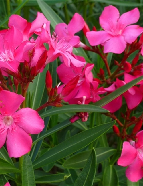 Oleander Pink Nerium oleander 'Pink'
