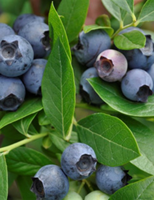 Blueberry Premier Vaccinium ashei 'Premier'