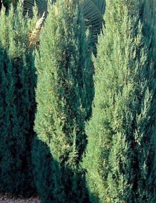 Juniper Blue Point Juniperus chinensis 'Blue Point'
