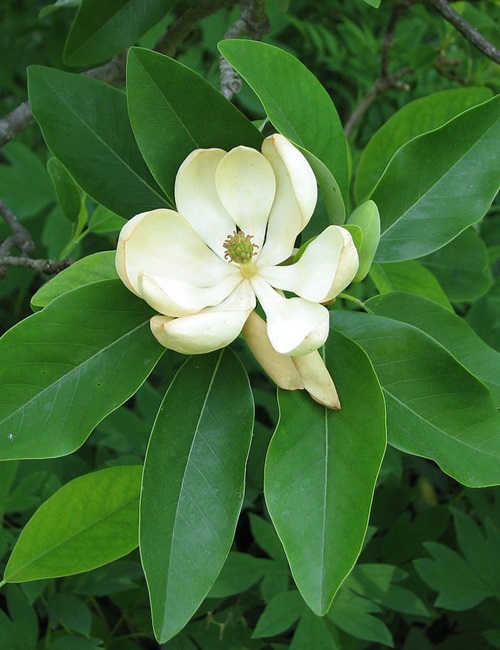 Magnolia Sweet Bay Magnolia grandiflora 