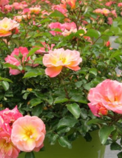Rose Drift Peach PP#18542 Rosa 'Meiggili' PP#18542 - Peach Drift
