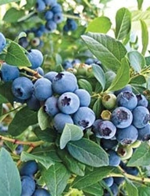 Blueberry Powder Blue Vaccinium ashei 'Powder Blue'