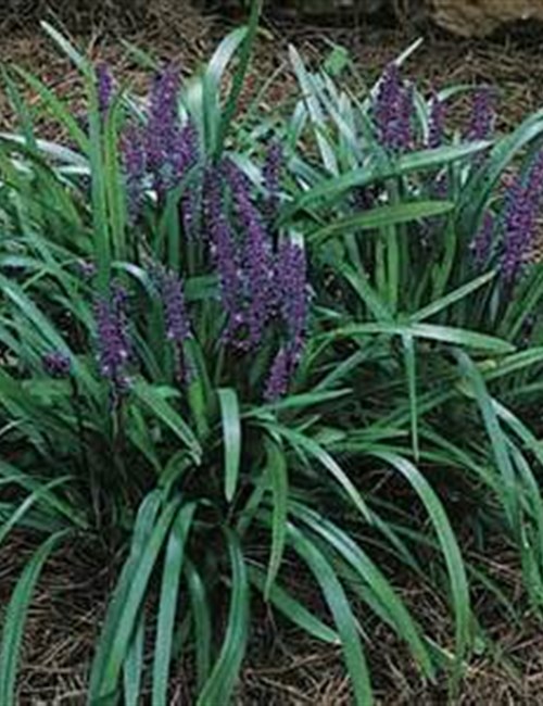 Liriope - Royal Purple Liriope muscari 'Royal Purple'