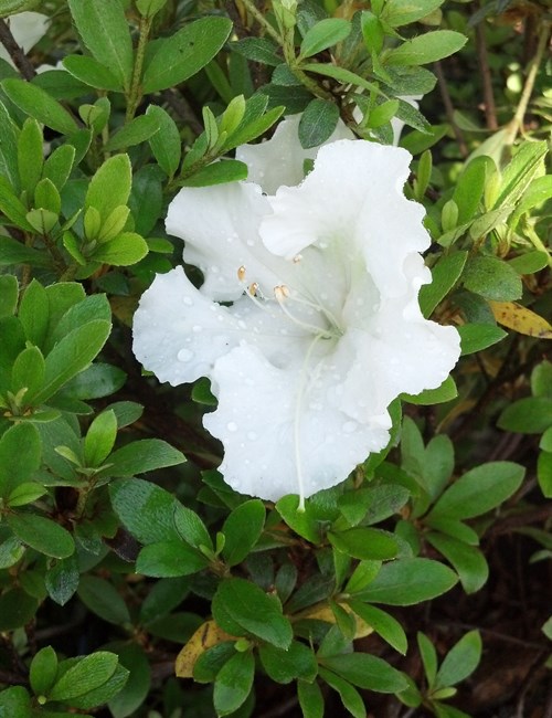 Azalea Gumpo White Rhododendron 'Gumpo White'
