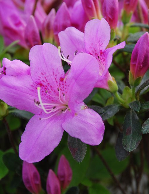Azalea Pink Cloud Rhododendron 'Pink Cloud'