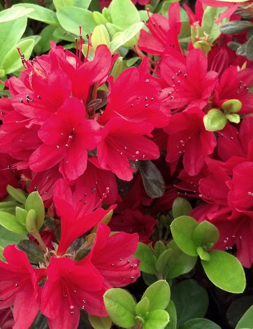 Azalea - Wolfpack Red Rhododendron 'Wolfpack Red'