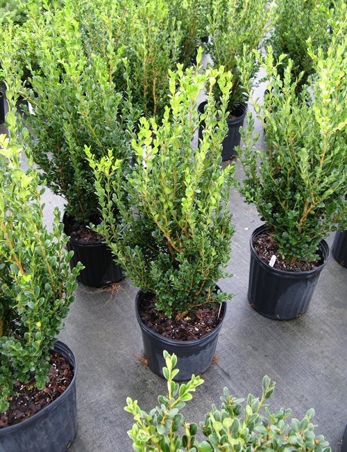 Boxwood Wintergreen Buxus microphylla 'Wintergreen'