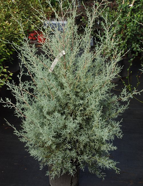 Cypress Carolina Sapphire Cupressus arizonica 'Carolina Sapphire'