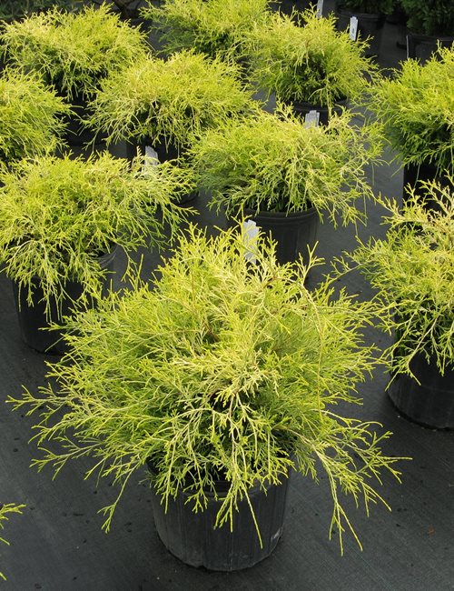 Cypress Gold Mop Chamaecyparis pisifera  'Gold Mop'