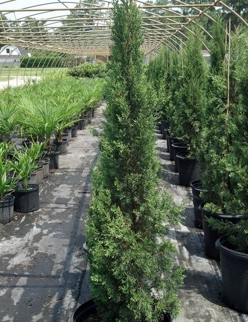 Cypress, Italian Cupressus sempervirens 'Glauca'