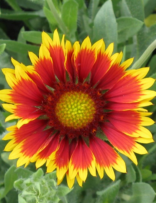 Gaillardia Goblin - Blanket Flower Gaillardia x grandiflora 'Goblin'