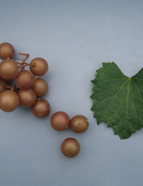 Grape Carlos Vitis rotundifolia 'Carlos'