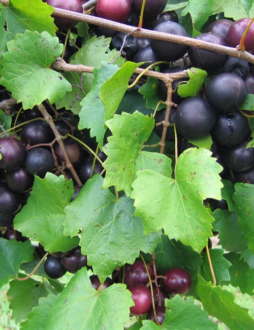 Grape Nesbitt Vitis rotundifolia 'Nesbitt'