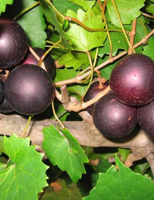 Grape Supreme Vitis rotundifolia 'Supreme'