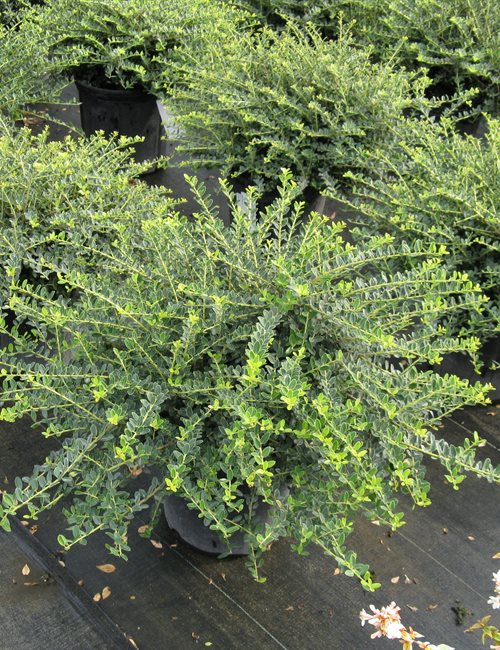 Holly Helleri Ilex crenata 'Helleri'