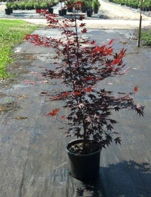 Maple - Japanese Fireglow Acer palmatum 'Fireglow'