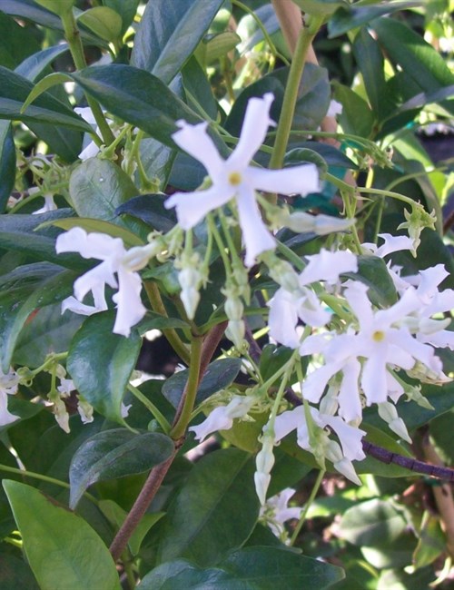 Jasmine Confederate Trachelospermum jasminoides