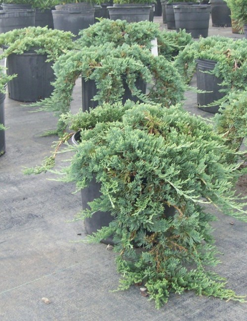 Juniper Blue Rug Juniperus horizontalis 'Wiltoni'